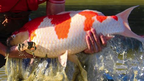 Panduan Perawatan Ikan Koi Blitar Dalam Kolam Jual Ikan Koi Blitar