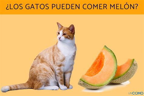 Los gatos pueden comer melón Descubre si este alimento es seguro