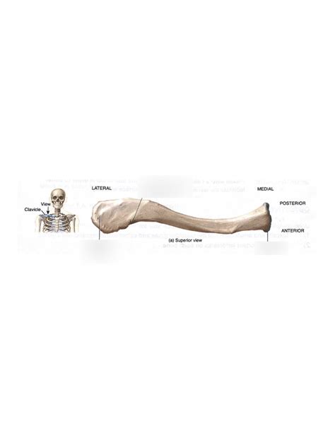 Lab 1 Upper Extremity Bones Clavicle Diagram Quizlet