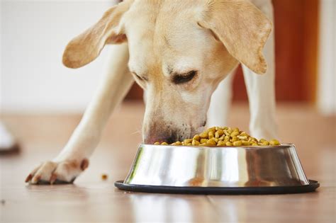 Especivet Alimentos Proibidos Para Cachorro Quais S O Eles