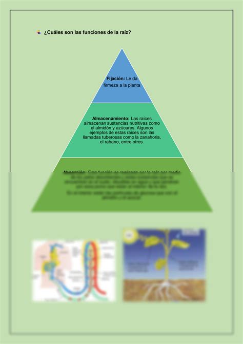 Solution Mapa Mental Nutrientes De Plantas Studypool Porn Sex Picture