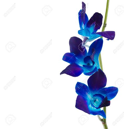 Blue Orchid Clipart 20 Free Cliparts Download Images On Clipground 2024