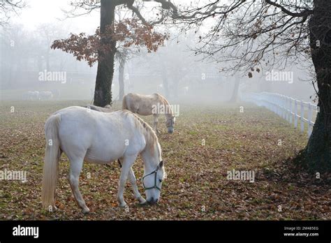 2 beautiful Lipica horses, Lipizzaner Stock Photo - Alamy