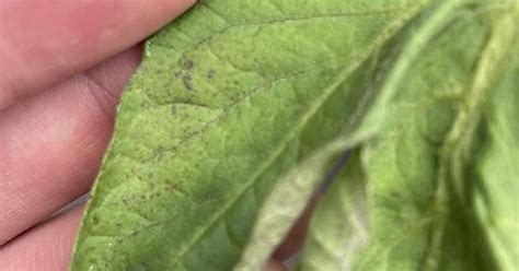 Spots On Tomato Leaves Album On Imgur