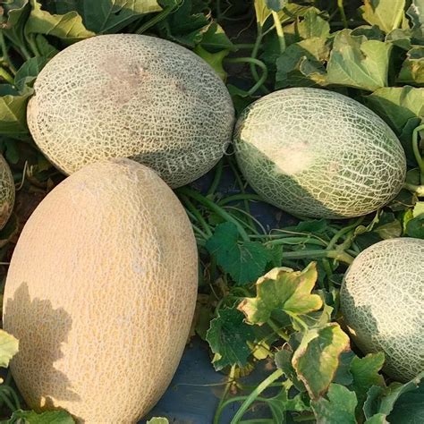 Hybrid Muskmelon Seeds F1 At Rs 668 Pack Muskmelon Seed In Ankleshwar