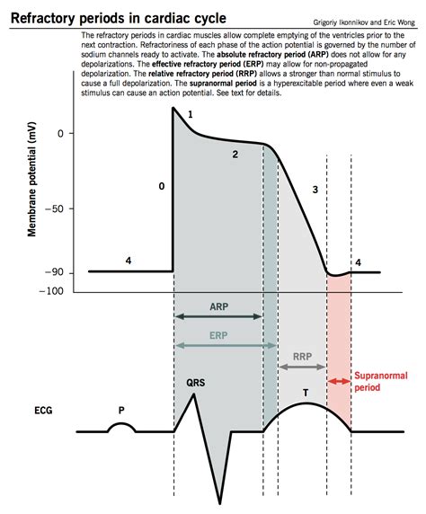 effective vs absolute refractory period | Student Doctor Network