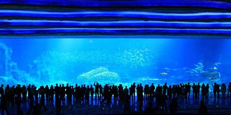 Chimelong Ocean Kingdom Worlds Largest Aquarium Opens In China