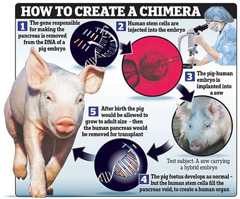 Geneticist backs US scientists who have created hybrid embryos in pigs ...