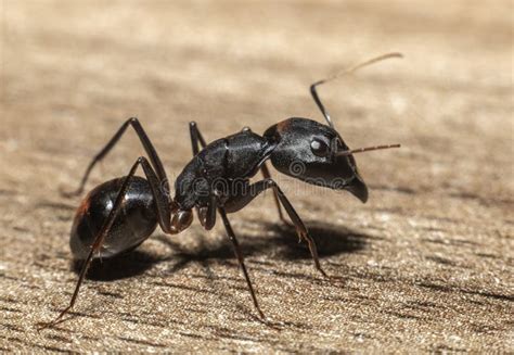 The Giant Black Ant Camponotus Xerxes Stock Image - Image of black ...