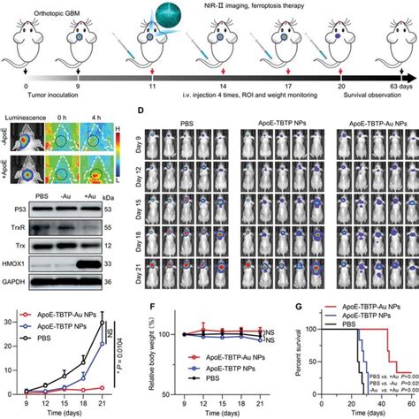 In Vitro Analyses Of Ferroptosis Phenotype A Ferroptosisinduced