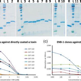 Sdspage Analysis Of The Purified Vhhs And Their Dose Response Binding