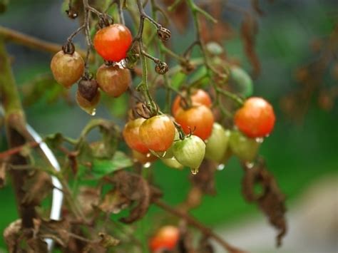 Imagem gratuita tomate alimento vegetal nutrição deliciosa folha