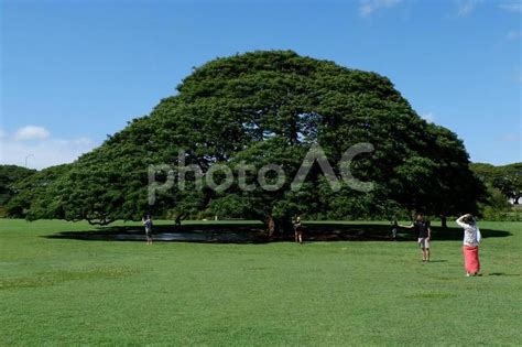 この木なんの木 ハワイ No 26919497｜写真素材なら「写真ac」無料（フリー）ダウンロードok