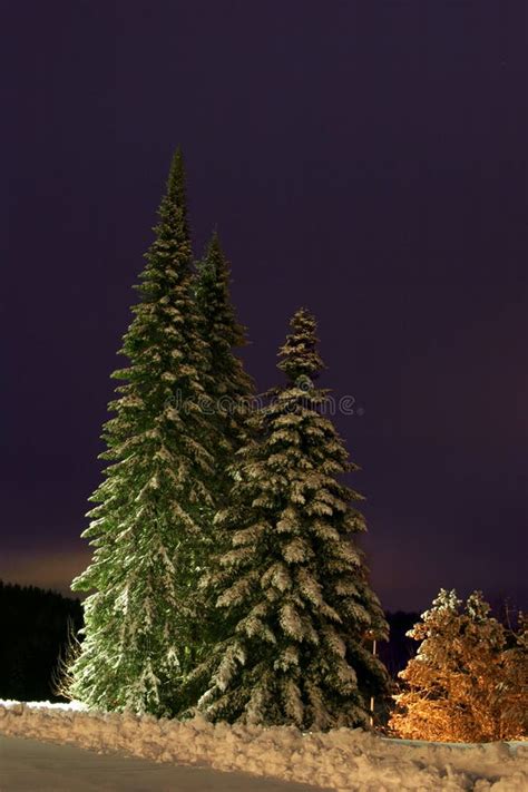 290 White Fur Trees Free Stock Photos Stockfreeimages Page 3