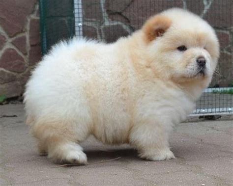 White Chow Chow | Description, Appearance, Temperament