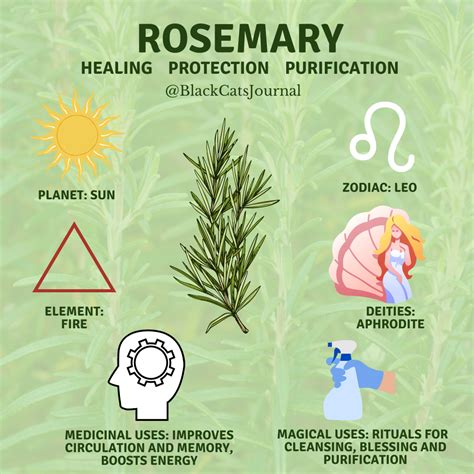 Top 10 Benefits Of Rosemary Tea How To Make Rosemary Tea Artofit