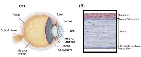 (A) The anatomy of the eye, cornea. (B) The cornea is an optically ...