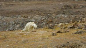 Heartbreaking Video Of Starving Polar Bear Shows The Devastating Impact