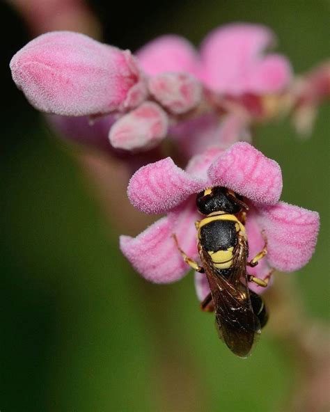 Dogbane - Alchetron, The Free Social Encyclopedia