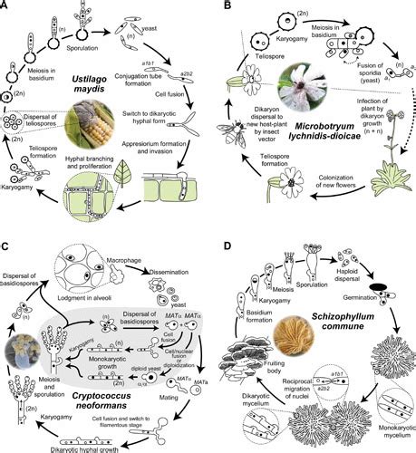 Fungal Sex The Basidiomycota Microbiology Spectrum