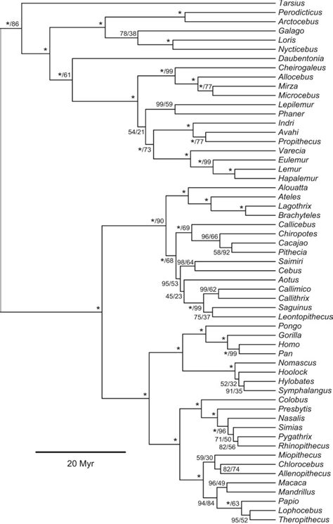 Simple Primate Phylogeny