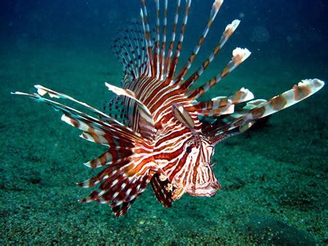 Espécies invasoras peixe leão no Atlântico Mar Sem Fim