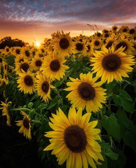 Pin On Girasoles Beautiful Flowers Pictures Planting Flowers Flower