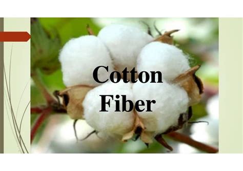 cotton fibre