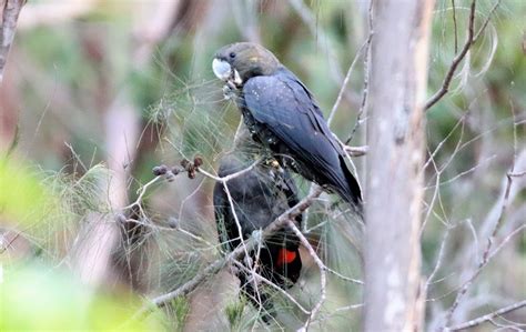 Photo Gallery - Bushland Conservation Management