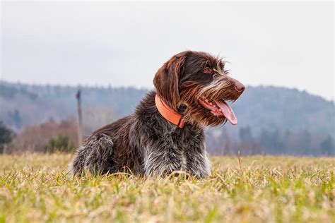 Wirehaired Pointing Griffon Dog Breed Information