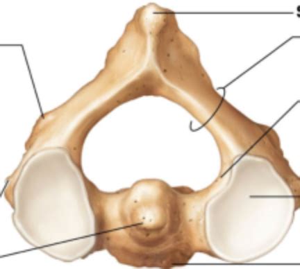 Superior View Of Axis C Diagram Quizlet