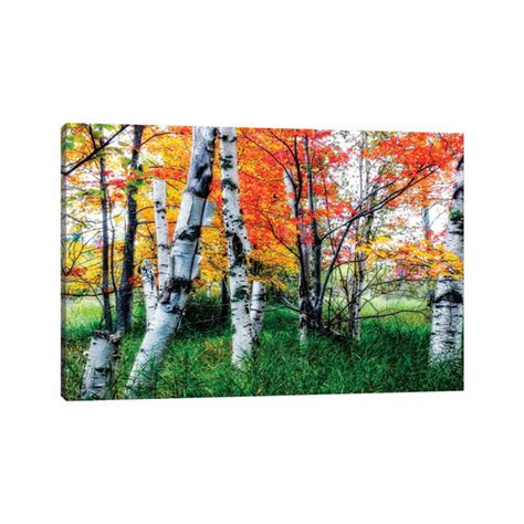 Marlow Home Co Birch Trees During Fall Acadia National Park Maine By