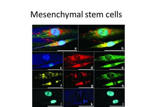 Ppt Basics Of Stem Cell Culture Powerpoint Presentation Free