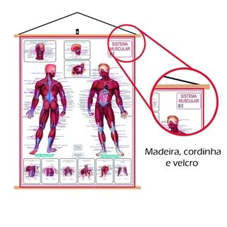 Mapa Sistema Muscular Banner Laminado Gigante 120x90cm Atual Shopee