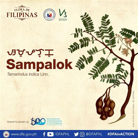 Flora De Filipinas Online Exhibit Highlights Plants In Ph History