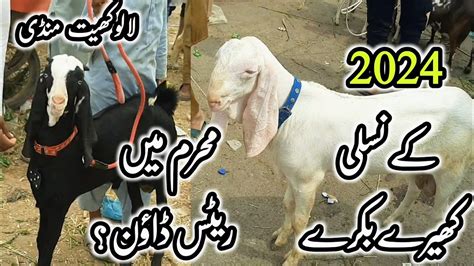 Lalukhet Bakra Mandi Rates On 23 Jul Bakra Mandi Karachi Season