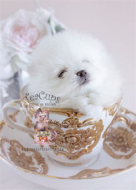 Precious Teacup Pomeranian Puppies for Sale | Teacup Puppies & Boutique