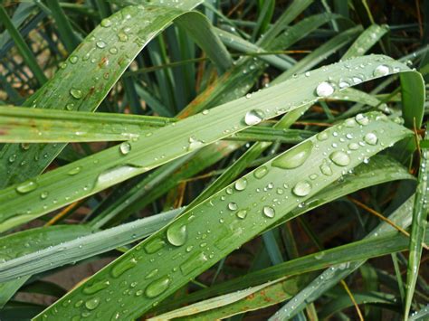 Free Images Water Nature Drop Dew Lawn Rain Leaf Flower Green