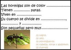 Ideas Para El Aula Hormigas Clasificacion De Insectos Actividades