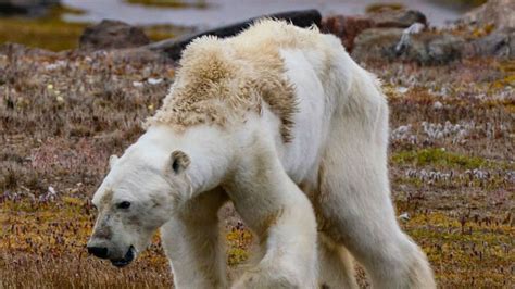 La Extincion De Los Osos Polares