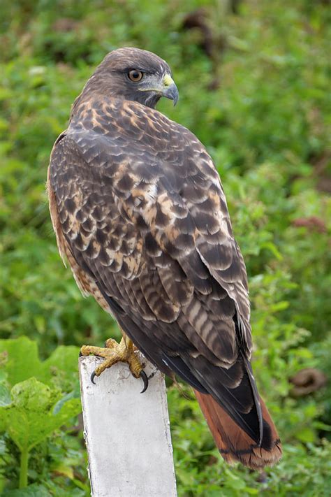 Red-Tailed Hawk Hunting Photograph by Bruce Frye | Fine Art America