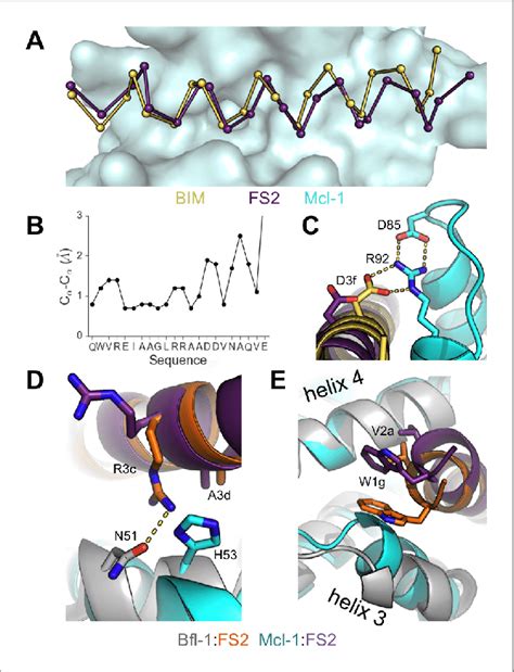 Crystal Structure Of Fs Bound To Human Mcl A Binding Groove Of