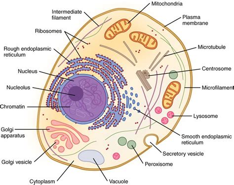 Difference Between Lysosome and Vacuole | Compare the Difference Between Similar Terms