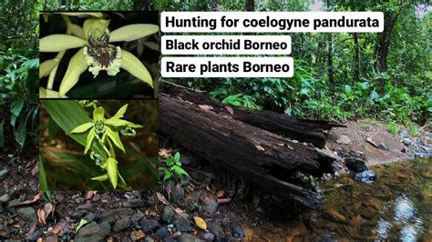 Berburu Anggrek Hitam Kalimantan Coelogyne Pandurata Di Hutan Borneo