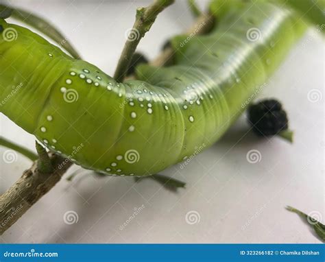 Oleander Hawk Moth Eating Leaf Footage Oleander Hawk Moth Or Gardenia