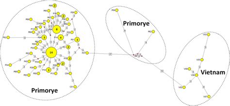 Median-joining network of P. mugili based on mitochondrial COI gene ...