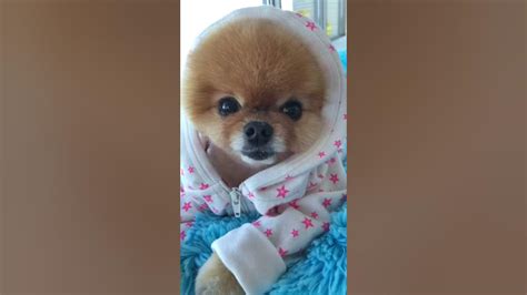 Jiffpom 143 Jiffpom💗 Jiffpom Official Tiktok Youtube