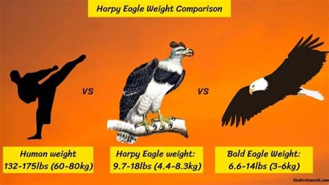 Harpy Eagle Size Explain Compared With Human And Other Eagle