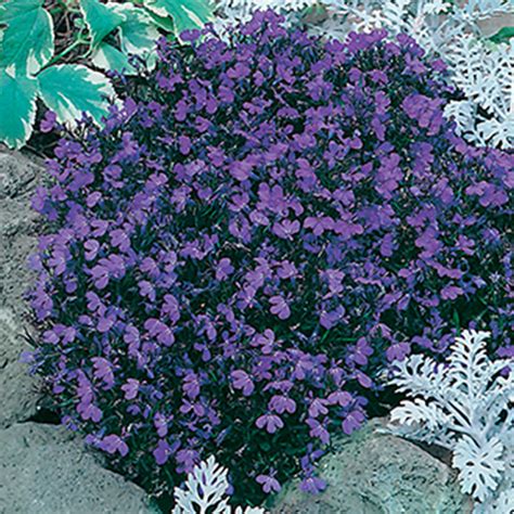 Lobelia Crystal Palace - Plants Galore