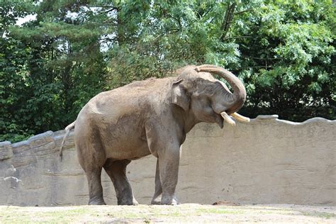 Zoo Hamburg - Free photo on Pixabay - Pixabay